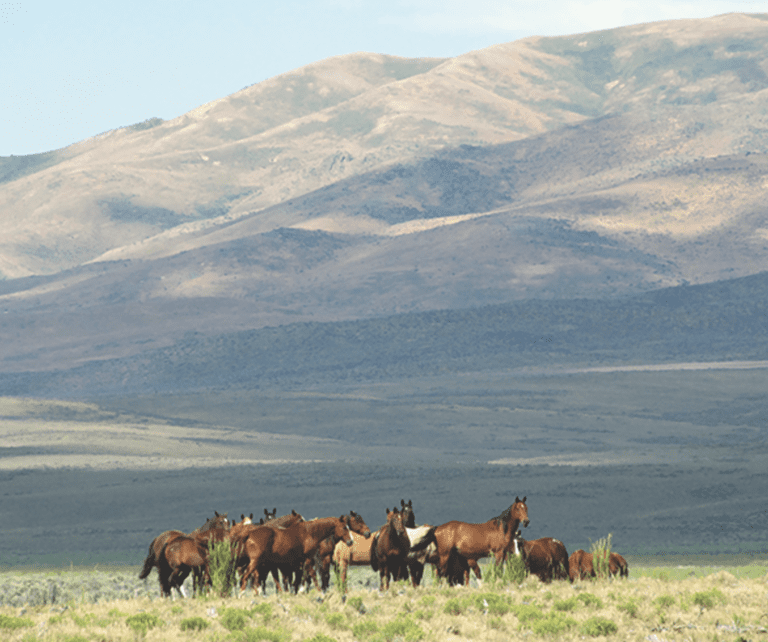 Spanish Ranch Building on Tradition