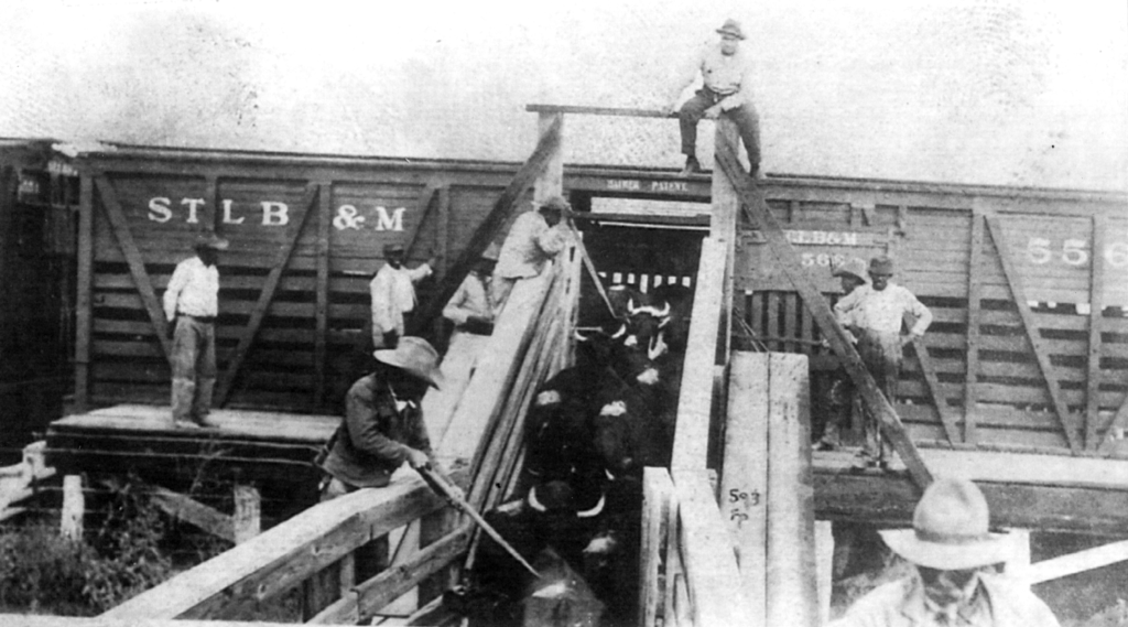 black and white image of men loading cattle onto train car using a loading chute