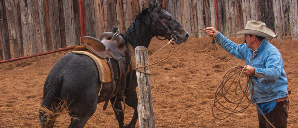 cowboy using snubbing post on dark grey horse in round pen