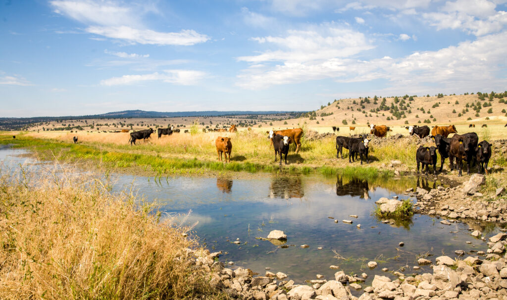 cattle drinking from pond