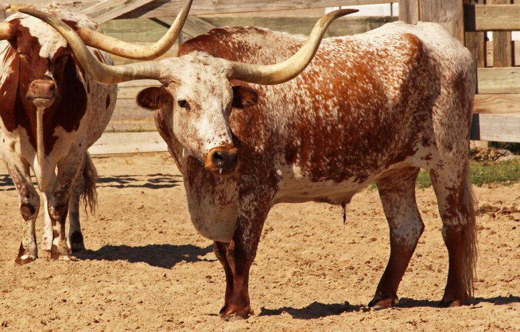 Texas Longhorn cattle