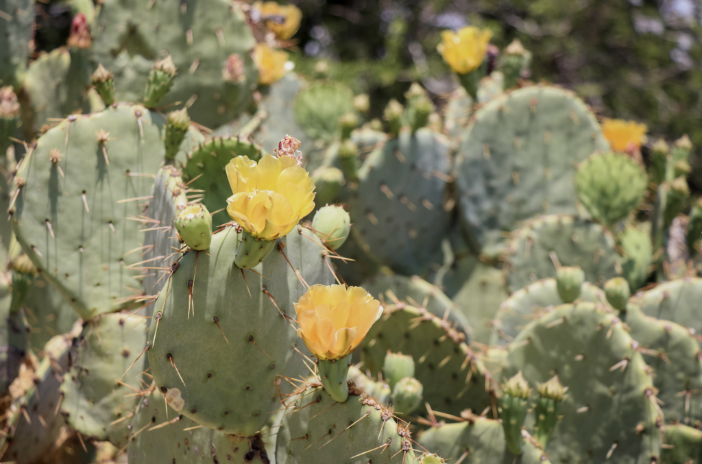 The Prickly Pear Cactus | A Legacy of Resilience and Resourcefulness -  Ranching Heritage Association