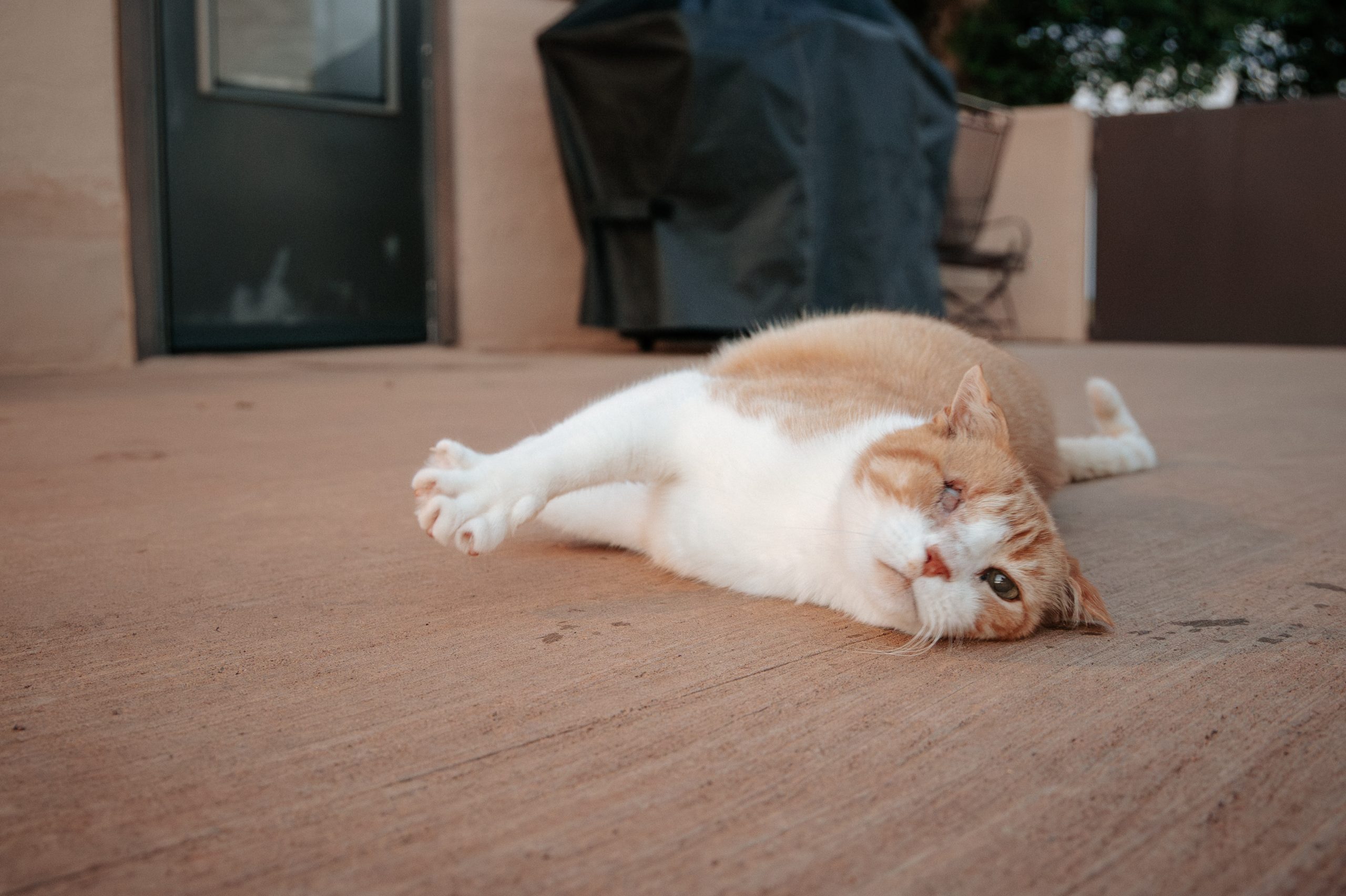 Feline Fixers | How Cats Earned Their Place in Ranch History