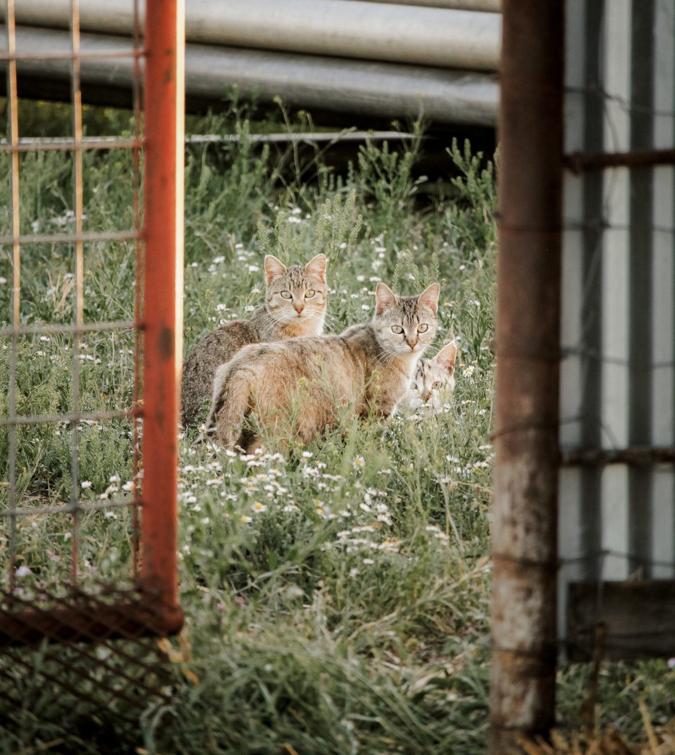 Feline Fixers | How Cats Earned Their Place in Ranch History - Ranching ...