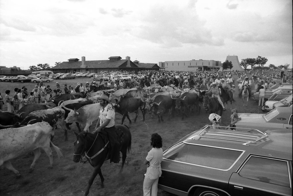 The bicentennial cattle started in San Antonio, passing through five cities to it's final destination at the grand opening of the Ranching Heritage Center on July 2, 1976.