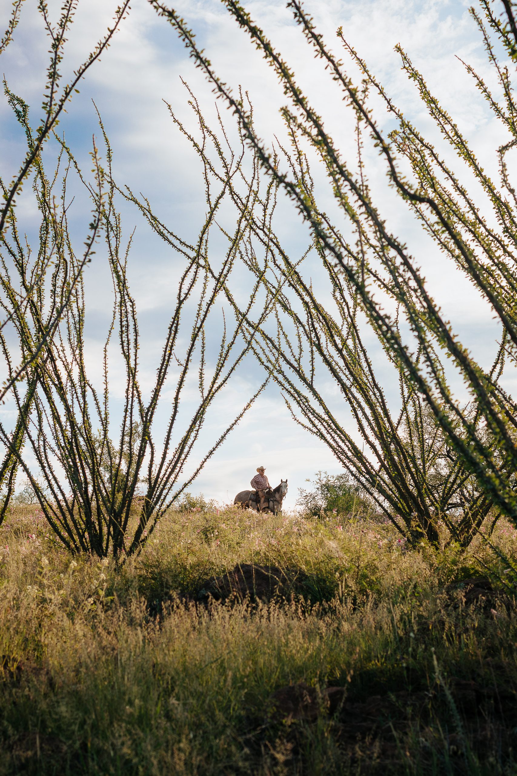 Cowboy on horseback rides through a grassy landscape framed by tall ocotillo plants beneath a partly cloudy sky.