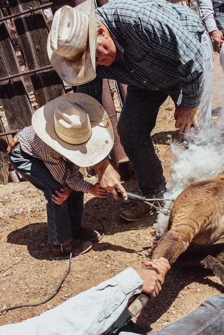 Cowboys work together to brand a calf on the ground, with one cowboy applying the branding iron as others hold the calf in place.