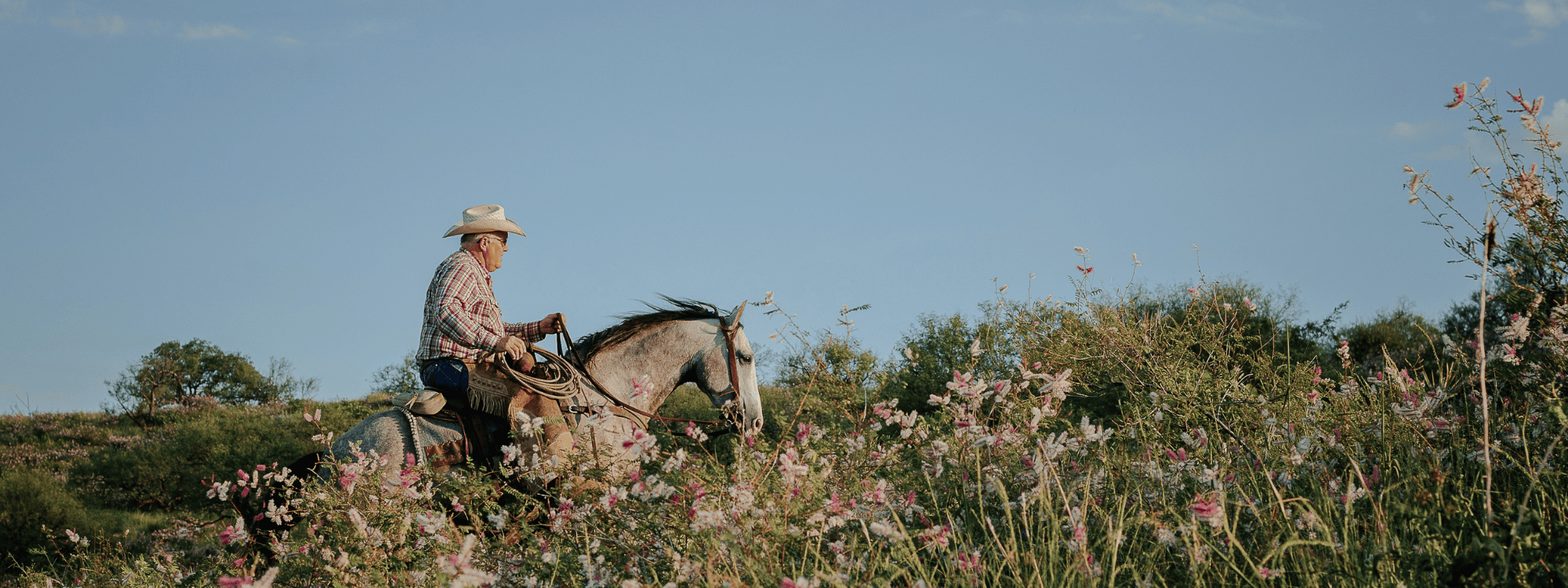 Cowboy in a straw hat and plaid shirt rides a gray horse through tall grass and pink wildflowers beneath a clear blue sky.