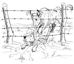 A Year in the Life of a Cow Image