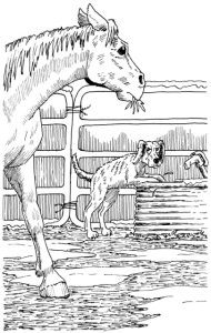 Inherited Traits of Horses Image