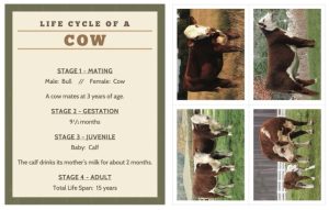 Ranch Life Cycles Image