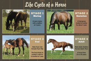 Training Colts Image