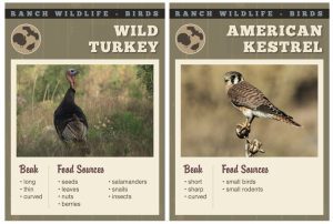 Ranch Bird Beaks Image