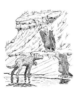 Rank for Hank: Large Animals & Birds Image