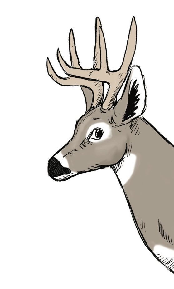 White-tailed deer