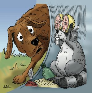 Rank for Hank: Small Animals Image